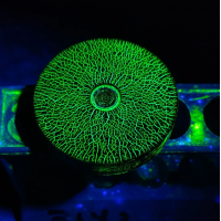 CGM CIGIEMME 磁粉測試，滲透測試和超聲波檢測及配件